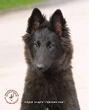 Belgian Shepherd Dog 9R096D-022